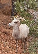 Desert Bighorned Sheep, Ovis canadensis nelsoni