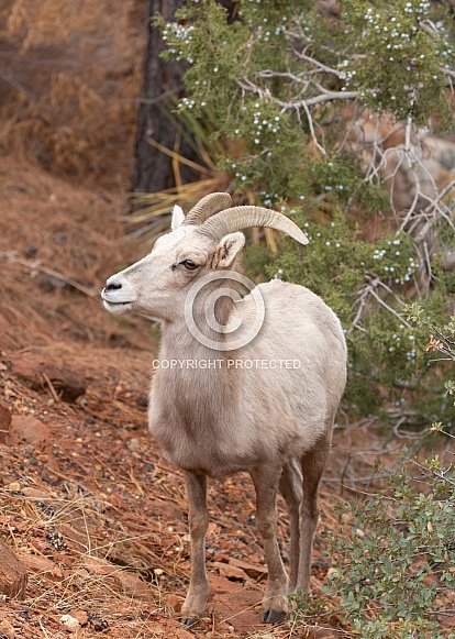 Desert Bighorned Sheep, Ovis canadensis nelsoni