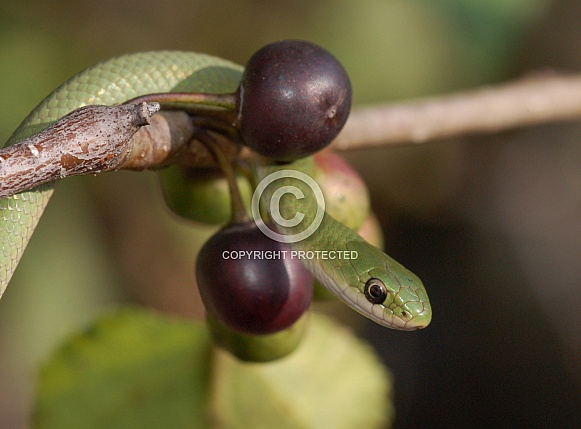 Smooth Green Snake