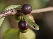 Smooth Green Snake
