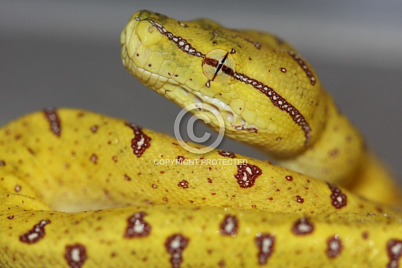 Baby Green Tree Python Baby Green Tree Python