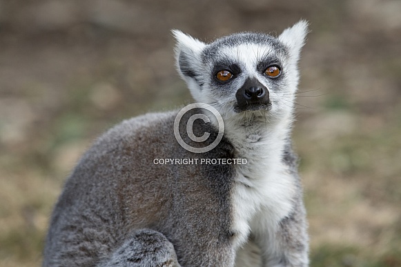 Ring-Tailed Lemur Ring-Tailed Lemur