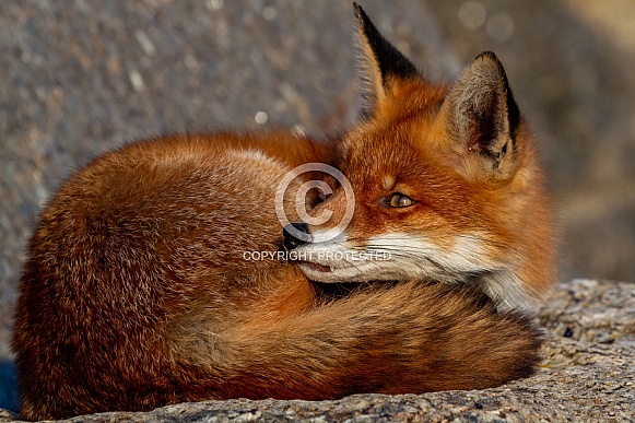 A fox on a rock