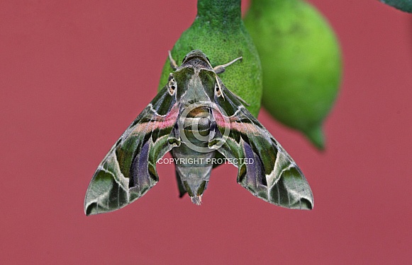 Oleander Hawkmoth Oleander Hawkmoth