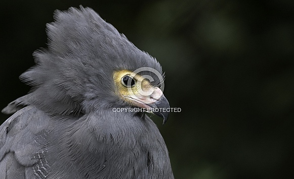 African Harrier Hawk Close Up Ruffled Feathers