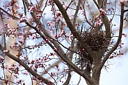 Spring time nest.