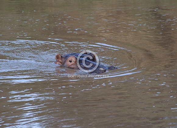 Hippo