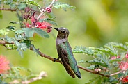 Hummingbird in the Fairy Duster