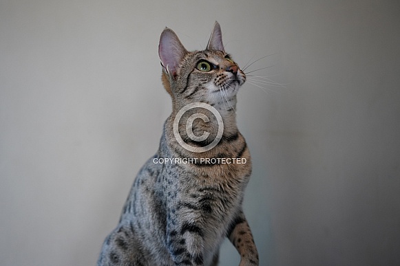 Savannah Cat Savannah Cat