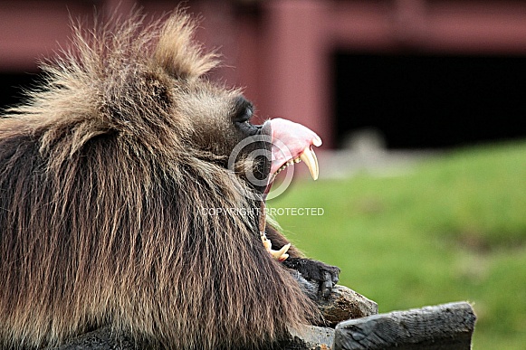 Gelada Baboon