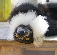 Lemur