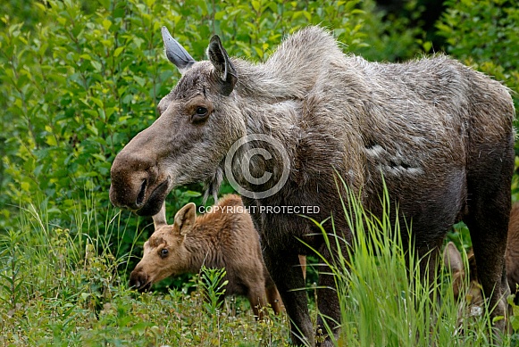 Moose mom and her calves