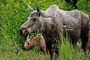 Moose mom and her calves