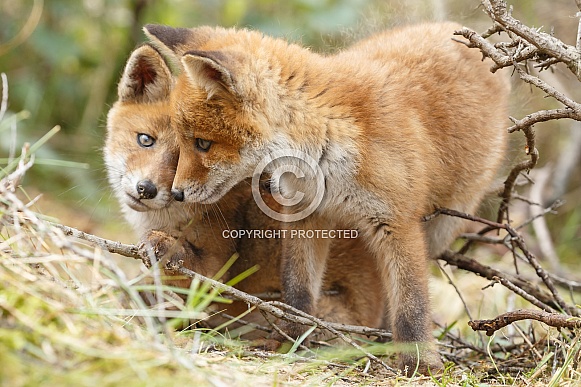 Two curious red fox cubs