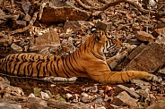 Beautiful tiger in the nature habitat. Tiger pose in amazing light. Wildlife scene with wild animal. Indian wildlife. Indian tiger. Panthera tigris tigris.