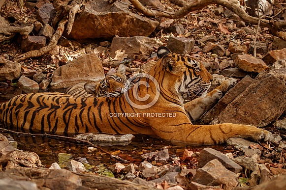 Beautiful tiger in the nature habitat. Tiger pose in amazing light. Wildlife scene with wild animal. Indian wildlife. Indian tiger. Panthera tigris tigris.