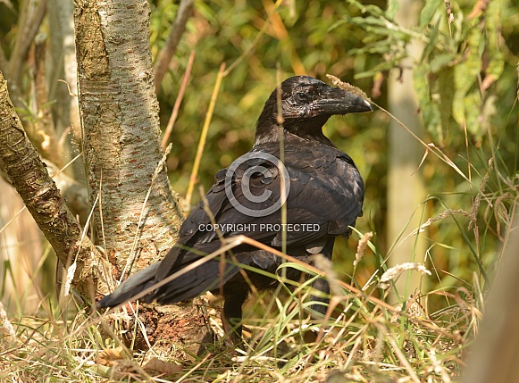 Raven
