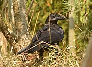 Raven
