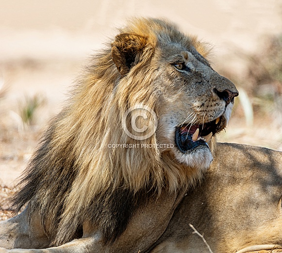 Male Lion