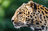 Profile of a leopard
