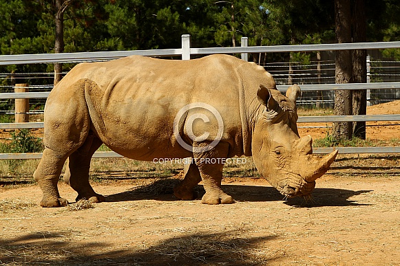 African White Rhino African White Rhino