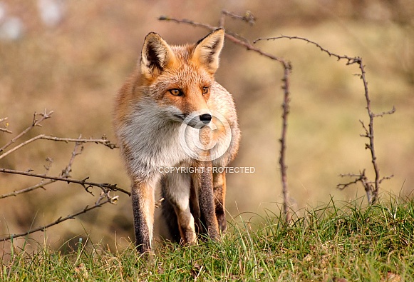 Red Fox