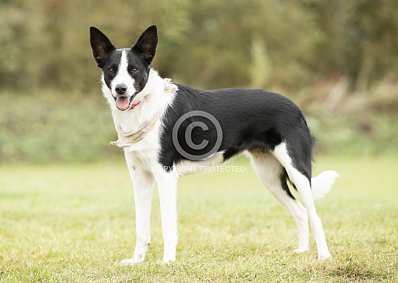 Black and White Border Collie Black and White Border Collie