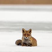 Red fox in Nature
