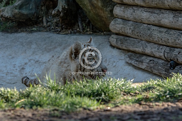 white Tiger white Tiger