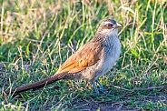 White Browed Coucal