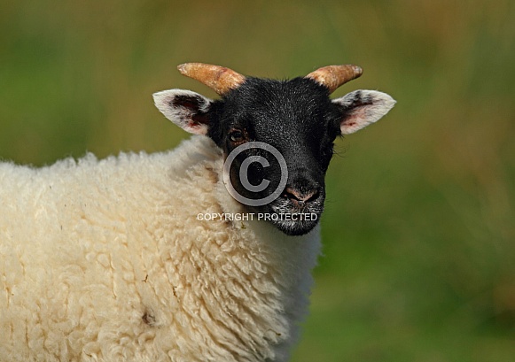 Scottish Blackface