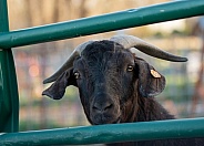 Black Goat, portrait