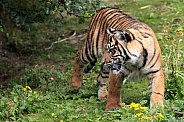 Sumatran Tiger