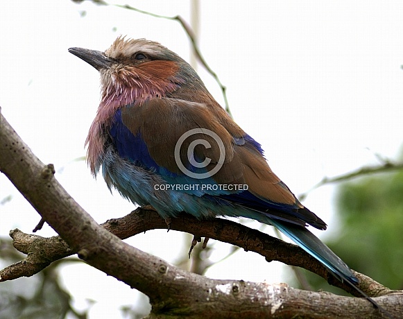 Lilac Breasted Roller Lilac Breasted Roller