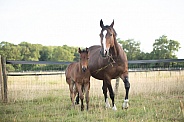 Bay Mare and filly Foal