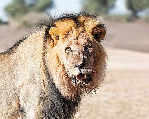 Male Lion