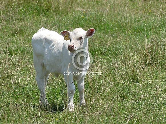 Calf in Field