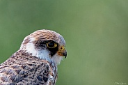 Red-footed falcon (juv)