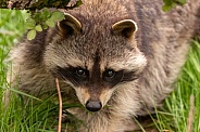 Raccoon Close Up Peeking Under Branch