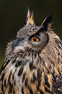 Eurasian Eagle Owl