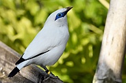 Bali Mynah