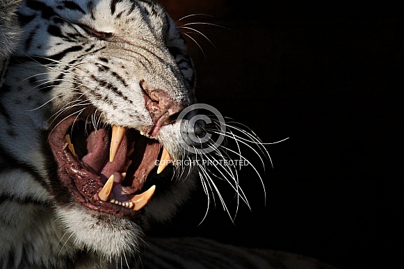 White Tiger