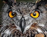 Eurasian Eagle Owl--Hypnotic