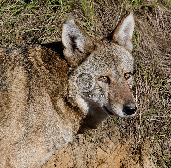 Red Wolf
