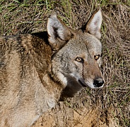 Red Wolf