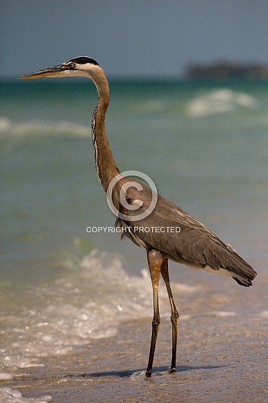 Great Blue Heron