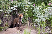 Red fox kit stepped out of his den