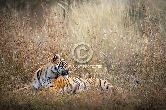 Beautiful tiger in the nature habitat. Tiger pose in amazing light. Wildlife scene with wild animal. Indian wildlife. Indian tiger. Panthera tigris tigris.