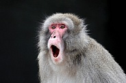 Japanese Macaque (Macaca Fuscata)