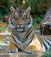 Bengal Tiger